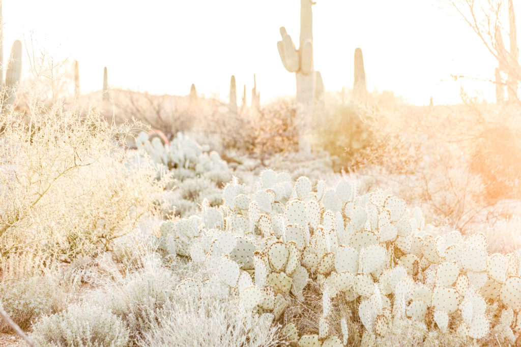 This image shows a desert full of cactus plants. In this episode, Jordan talks about what to do when life gives you more than you can handle.